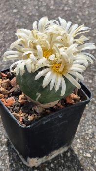 Lophophora alberto-vojtechii